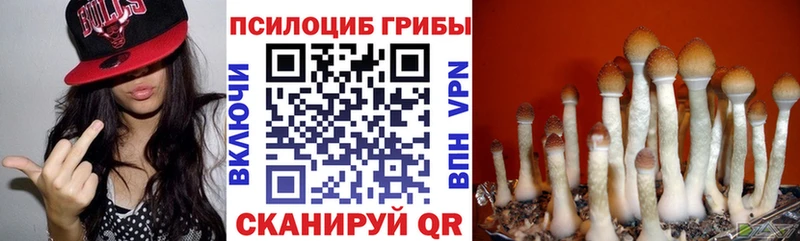 Галлюциногенные грибы Psilocybine cubensis  Кремёнки 